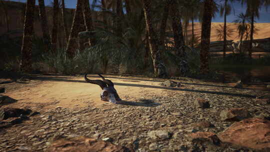 一只死去的动物躺在泥土地上