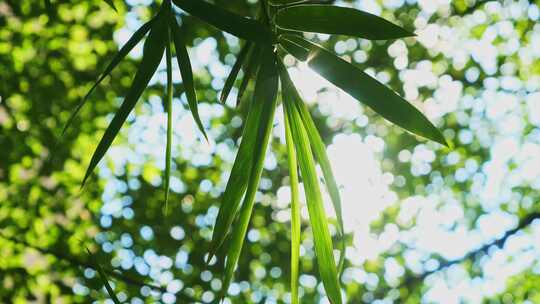 阳光竹叶自然风景视频素材模板下载