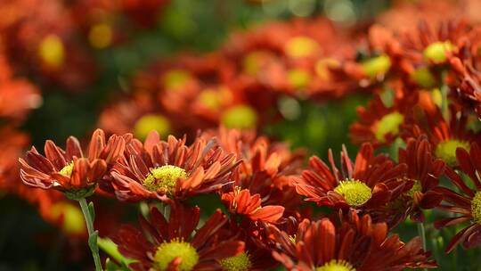 菊花昆虫蜜蜂采蜜