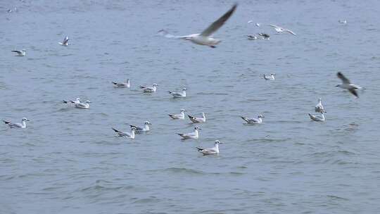 海面上成群白海鸥 成群野鸭 2356视频素材模板下载