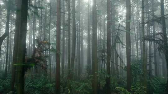 原始森林树木大自然