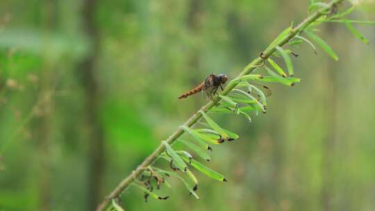 农村昆虫蜻蜓站在树枝上飞走了