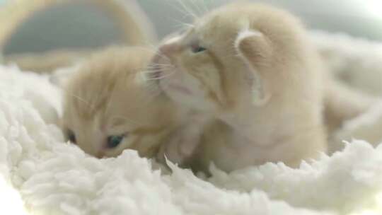 两只可爱的小猫咪花狸猫新生小猫视频素材模板下载