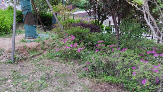 疫情城市街道农村菜园春天绿色植物