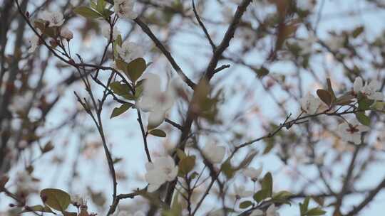 【4k】紫叶李花空镜