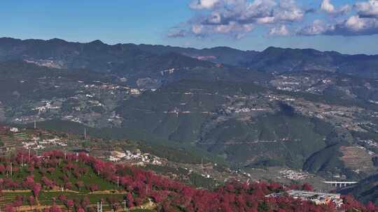 无量山樱花谷 春天最先到达的地方