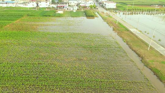 航拍水淹玉米 农田 农场航拍 玉米地