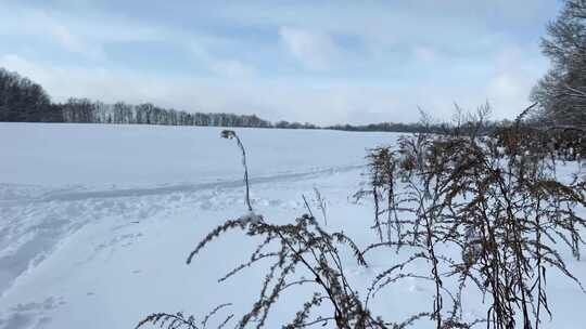 森林雪景树木风光