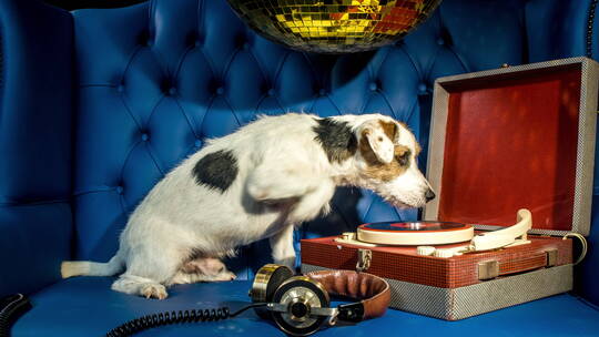 狗狗看着红色的唱片机