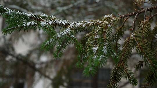 冬天初雪雪景，雪花落满了植物枝头