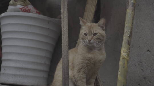 老城厢游荡的野猫视频素材模板下载