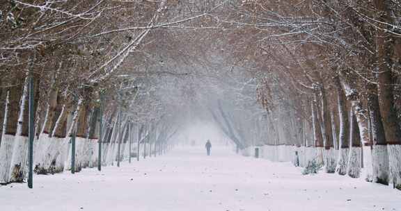 雪景冬天树林小路