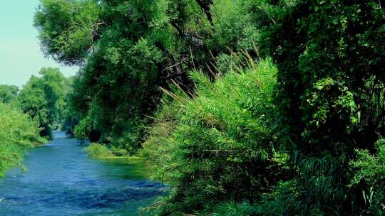 大自然宁静的流淌的山涧森林河流