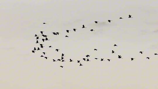 飞向夕阳的白鹭、黄昏鸟群迁徙视频