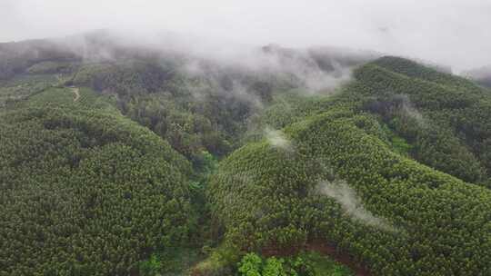 航拍森林自然风景云雾