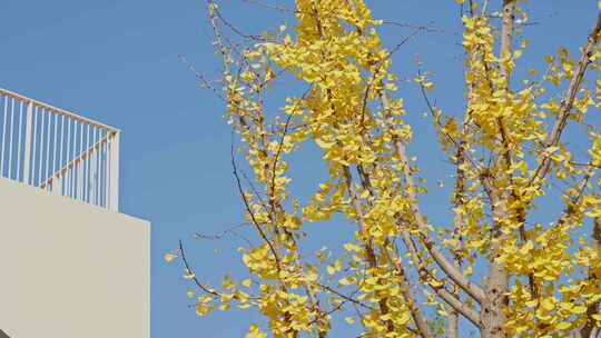 晴朗天气下秋天金黄的银杏叶视频素材模板下载