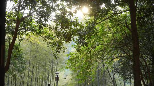 新昌大佛寺竹林视频素材模板下载