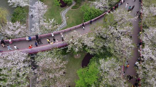 航拍宁波市中心地标性樱花公园建筑城市繁华