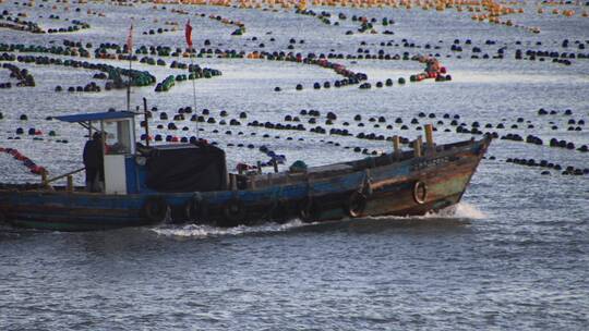 山东荣成青渔滩收割海带的渔船航行在海面上