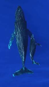 鲸鱼母子自由畅游