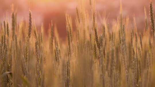 日落时的小麦小穗