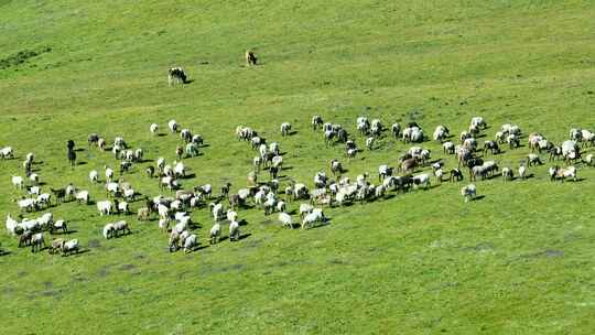 【4k】草原山坡牛羊吃草