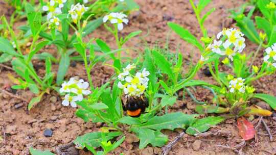 大黄蜂采蜜蜜蜂花朵
