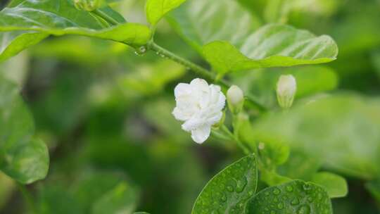 唯美茉莉花与茉莉花茶制作福州茉莉花种植园