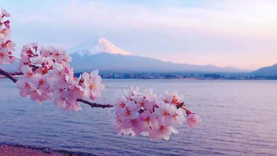 唯美富士山下樱花视频素材