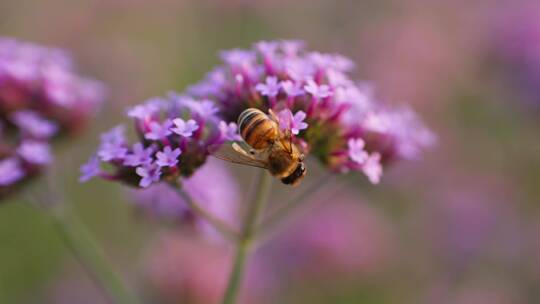慢镜头拍摄马鞭草上采蜜的蜜蜂特写
