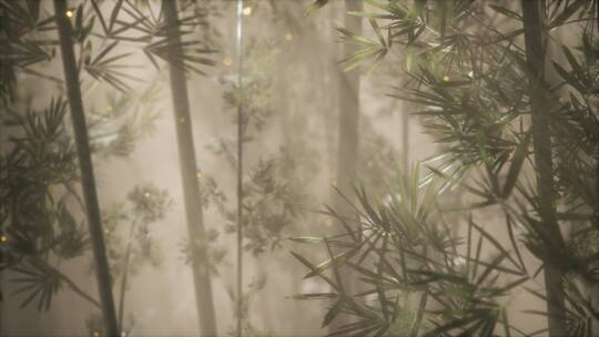 亚洲竹林与晨雾天气视频素材模板下载