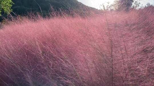 济南龙洞风景区，粉黛乱子草花海秋景迷人