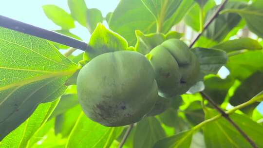 夏季水果柿子树柿子果实农业种植