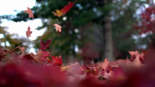 慢镜头秋天红枫叶落地视频素材模板下载
