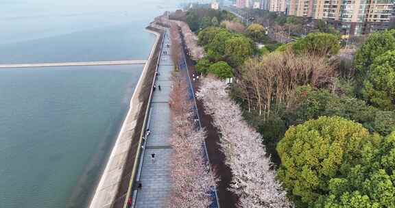 杭州滨江樱花大道跑道航拍