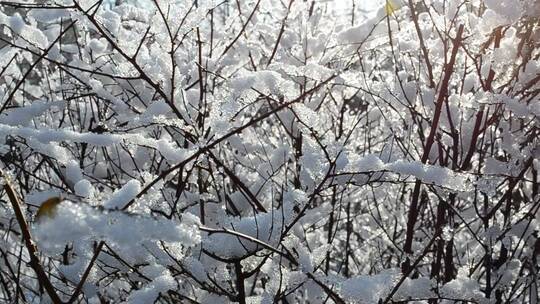 白雪覆盖的灌木丛