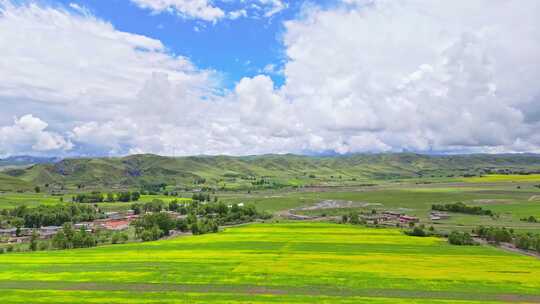 航拍四川甘孜州道孚县夏季草原油菜花海