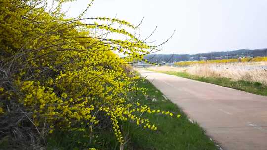 公路一角长着黄色花草