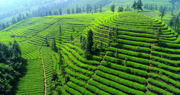 航拍春天绿油油的茶山风景