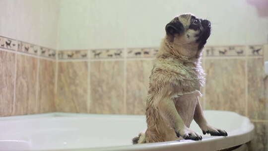 洗澡吼叫的八哥犬