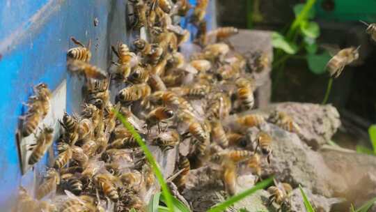 养蜂场蜜蜂飞舞慢镜头