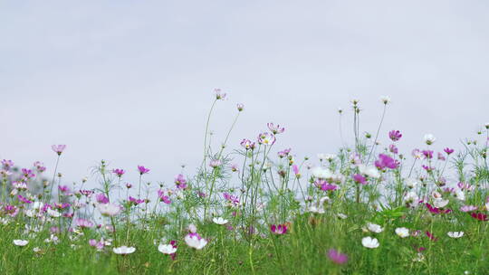 夏日的格桑花