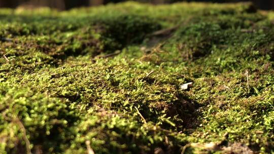 枯木逢春春天森林里的生机细节特写