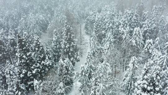 金华山森林露营基地冬季雪景大景航拍