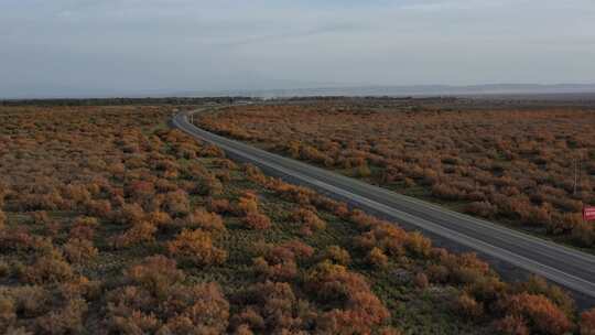 红柳，道路，航拍