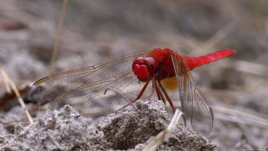 红蜻蜓在地上休息