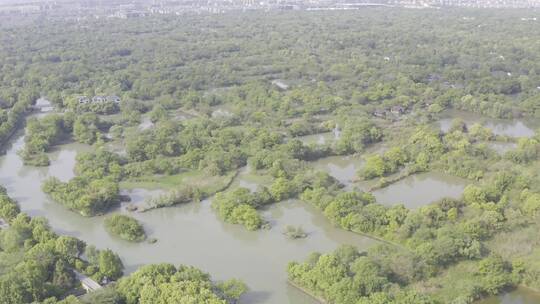 西溪湿地视频素材模板下载