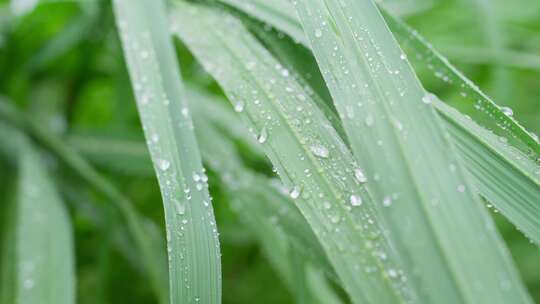 下雨天绿色植物叶子上形成水珠并滑落