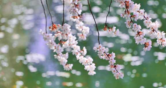 4k池塘边的樱花花簇特写升格