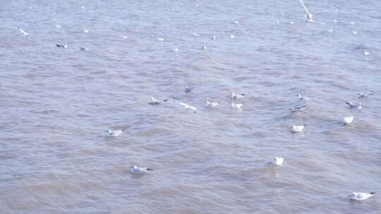 海鸥 海边 海平线 群鸟 大海